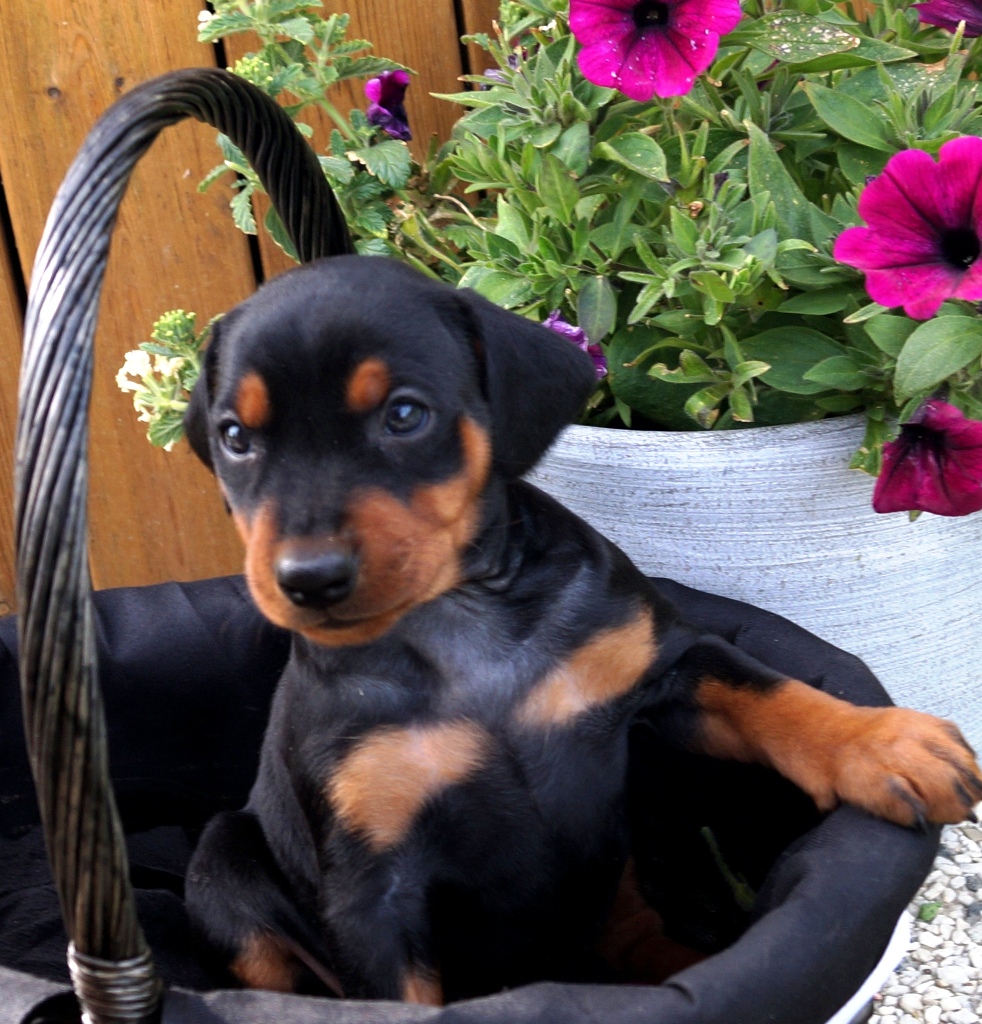 Pinscher * Tikvalp ur Xélanc Young Y Kull 5 veckor